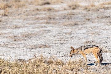 A side-striped Jackal -Canis Adustus- hunting for prey in Etosha National Park, Namibia.