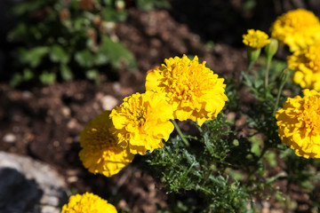 Beautiful blooming flowers yellow color.