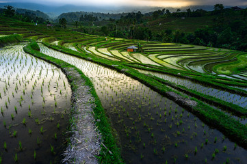 Jatiluwih rice terraces. The beautiful rice fields in bali have been designated the prestigious...