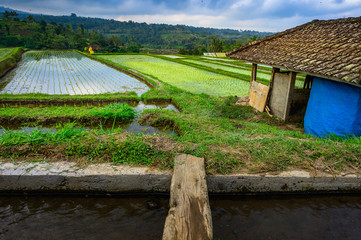 Fototapeta na wymiar Jatiluwih rice terraces. The beautiful rice fields in bali have been designated the prestigious UNESCO world heritage site. Bali Rice Terraces. Indonesia