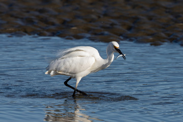 Little Egret in Australasia