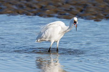 Little Egret in Australasia