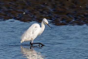 Little Egret in Australasia