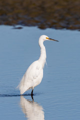 Little Egret in Australasia