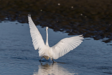 Little Egret in Australasia
