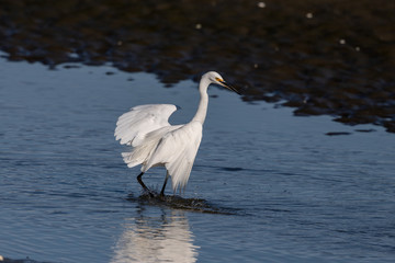 Little Egret in Australasia