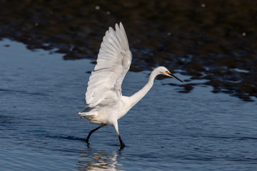 Little Egret in Australasia