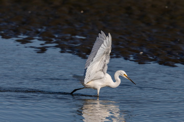 Little Egret in Australasia