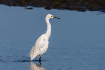 Little Egret in Australasia