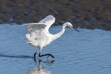 Little Egret in Australasia