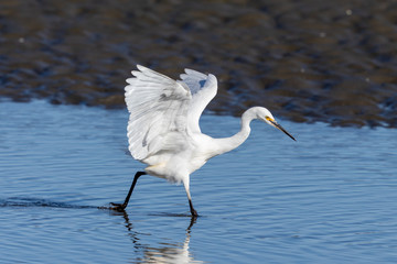 Little Egret in Australasia