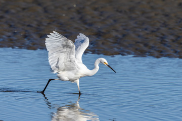 Little Egret in Australasia