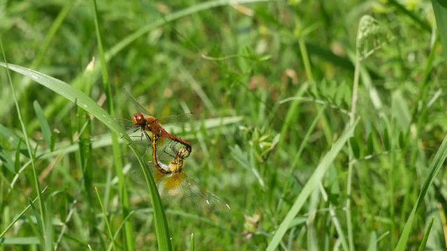  Pairing of beautiful dragonflies