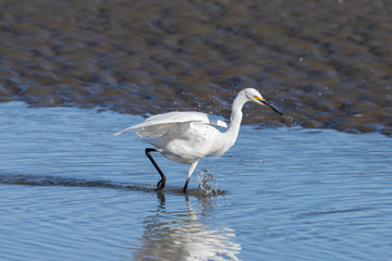 Little Egret in Australasia