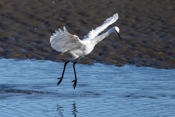 Little Egret in Australasia