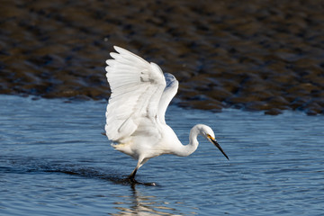 Little Egret in Australasia