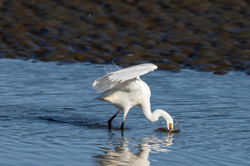 Little Egret in Australasia