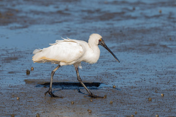 Royal Spoonbill in Australasia