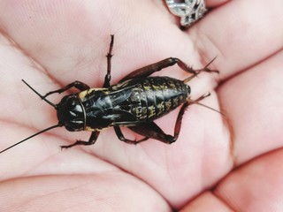  Cricket on the hand