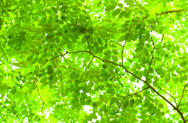 Fototapeta na wymiar Green nature fresh spring background leaf green in the garden.Concept organic leaves green and clean ecology in summer sunlight plants .bokeh blurred bright natural background.selective focus