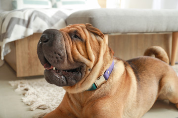 Cute Shar-Pei dog at home
