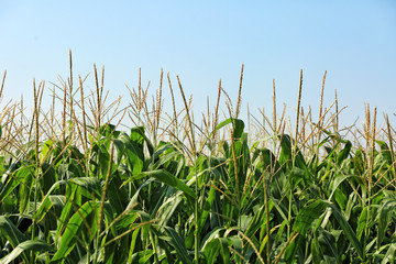 Fototapeta premium View of corn field on summer day