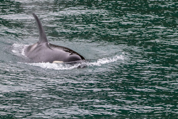 Surfacing Orca © Vinh