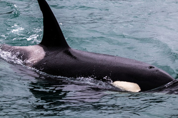 Orcas in Resurrection Bay