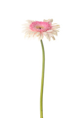 Beautiful gerbera flower on white background