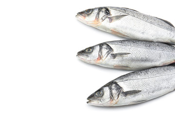 Fresh seabass fish on white background