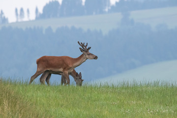 Naklejka premium deer in the meadow neer forest