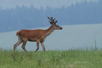 Naklejka na ściany i meble deer in the meadow neer forest