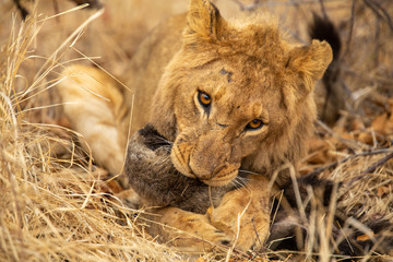 Young male lion playing with a dead honey badger that the pride had killed
