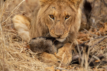 Young male lion playing with a dead honey badger that the pride had killed