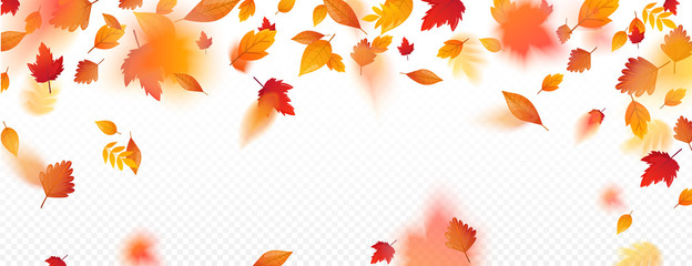 Orange fall colorful leaves flying falling effect.