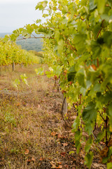 Fototapeta na wymiar Grapevine of a mountain vineyard. Autumn in the mountains.