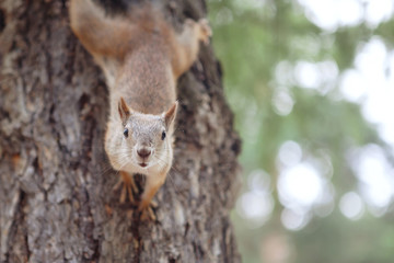 Squirrel on a tree looks upside down at the camera.
