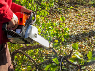 A man is sawing a branch with green leaves on the ground on a sunny autumn day, and sawdust is flying around. Beautiful background with copy space, concept for gardening or park care, pruning trees