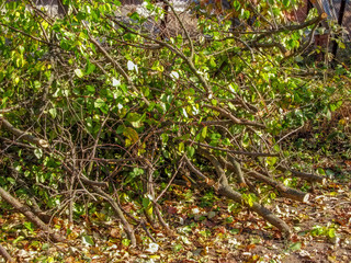 A bunch of freshly cut fruit tree branches lies on the ground. Branches, stems and logs with yellow-green leaves and cut wounds lie in a heap on an autumn sunny day