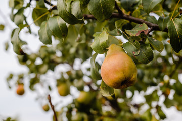 Ripe pear on a branch in the garden.