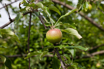 Fresh ripe green apples on tree in summer garden.