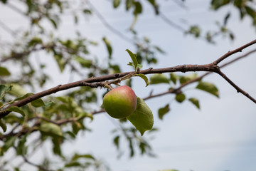 Fresh ripe green apples on tree in summer garden.