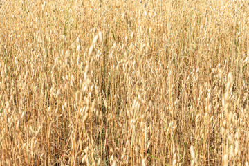 Oat field. The background of yellow oats.