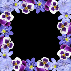 Fototapeta na wymiar Beautiful floral background of liverwort, pansies and chicory. Isolated
