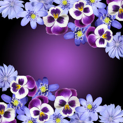 Beautiful floral background of liverwort, pansies and chicory. Isolated