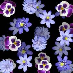 Beautiful floral background of liverwort, pansies and chicory. Isolated