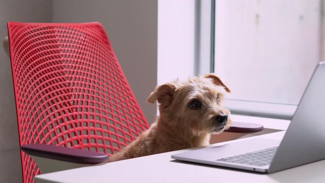 Norfolk Terrier dog looking at laptop computer
