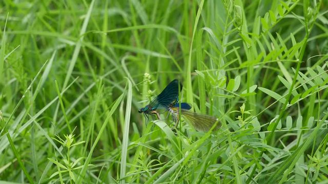 The male of a dragonfly scratches the head..