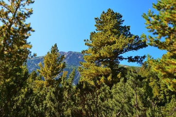 Obraz premium trees and sky