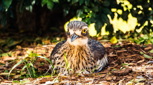 Bush Stone Curlew